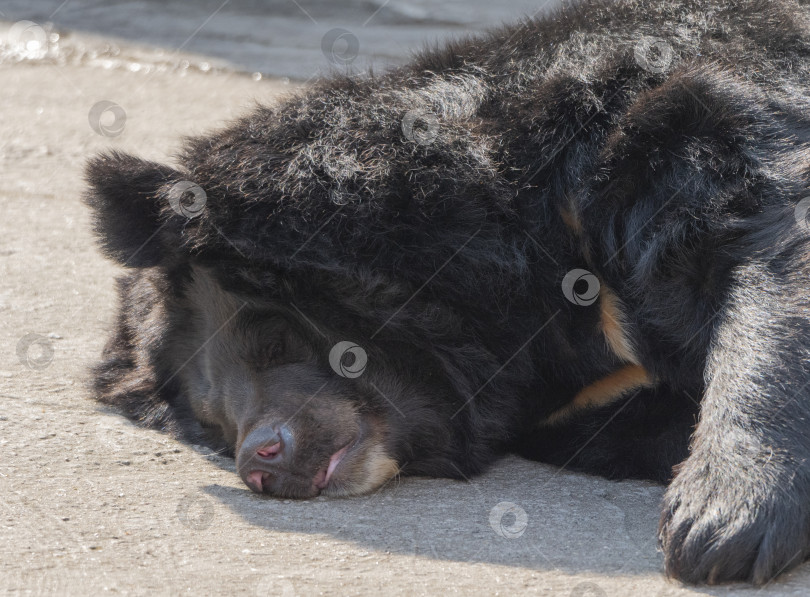 Скачать Гималайский медведь или уссурийский черный медведь (Ursus thibetanus) фотосток Ozero