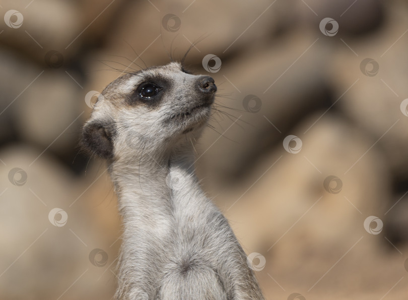 Скачать Сурикат - небольшое хищное животное, относящееся к семейству мангустовых фотосток Ozero