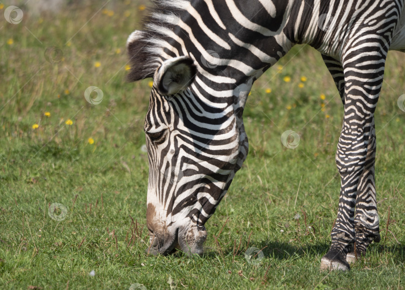 Скачать Красивая африканская зебра ест свежую зеленую траву фотосток Ozero