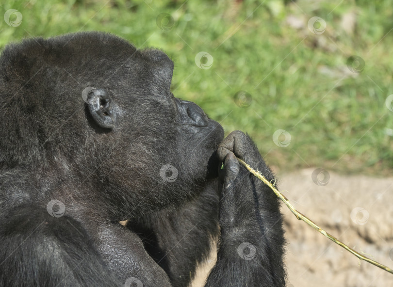 Скачать Горная горилла сидит и ест ветку дерева фотосток Ozero