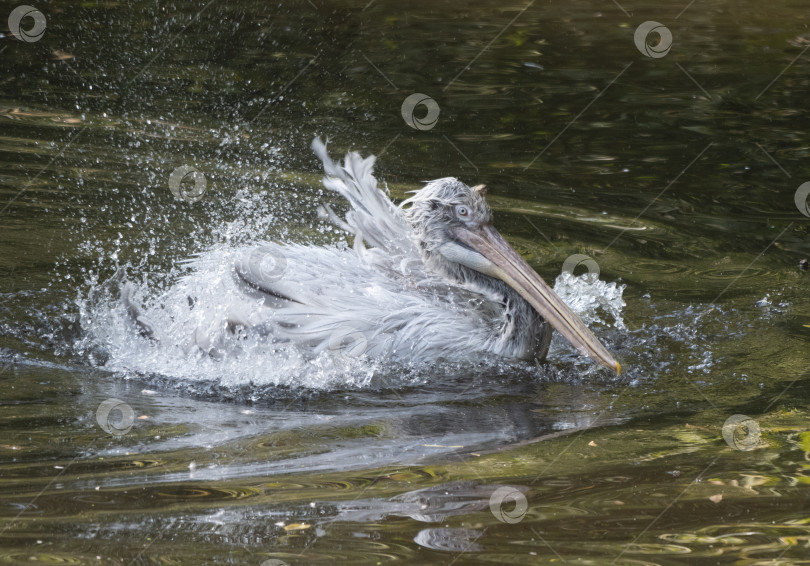 Скачать Белый пеликан (Pelecanus onocrotalus), также известный как восточный белый пеликан фотосток Ozero