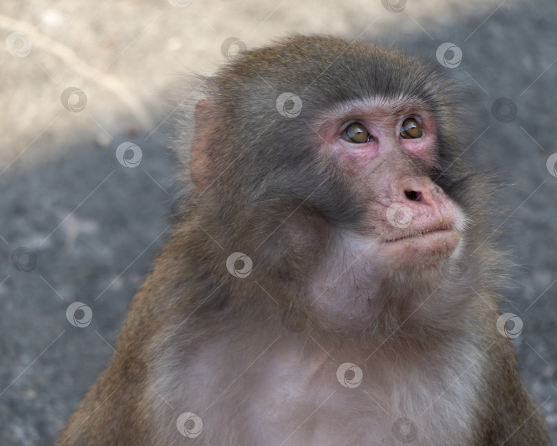 Скачать Портрет японской макаки (снежной обезьяны) фотосток Ozero