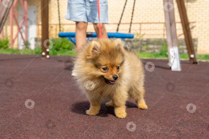 Скачать щенок померанского шпица гуляет на детской площадке со своим маленьким хозяином фотосток Ozero
