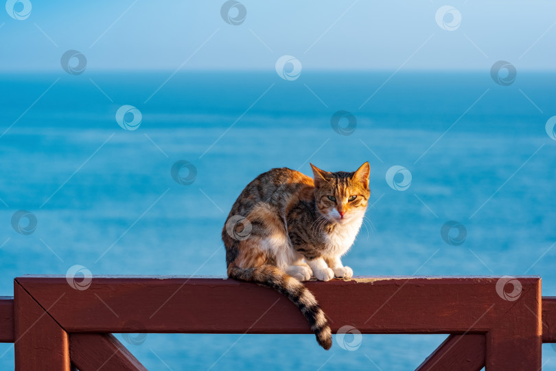 Скачать кошка, сидящая на заборе на фоне моря фотосток Ozero