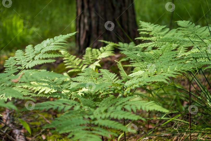 Скачать Крупным планом листья самого старого растения-папоротника в лесу. фотосток Ozero