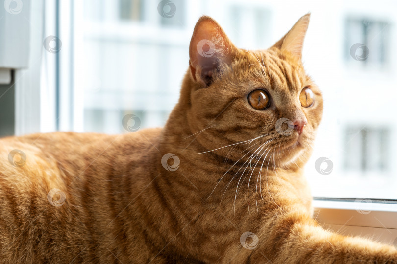 Скачать Рыжий полосатый молодой домашний кот сидит на подоконнике. фотосток Ozero