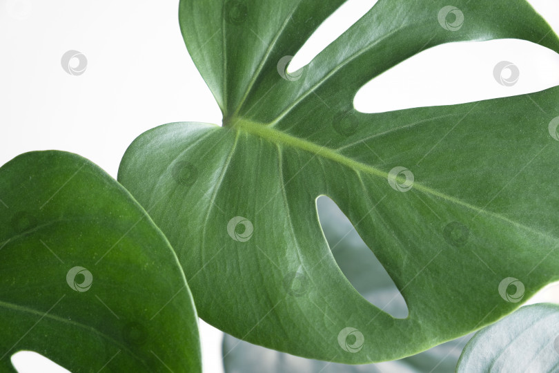 Скачать Крупный план листьев экзотического комнатного растения монстера ползучая. фотосток Ozero