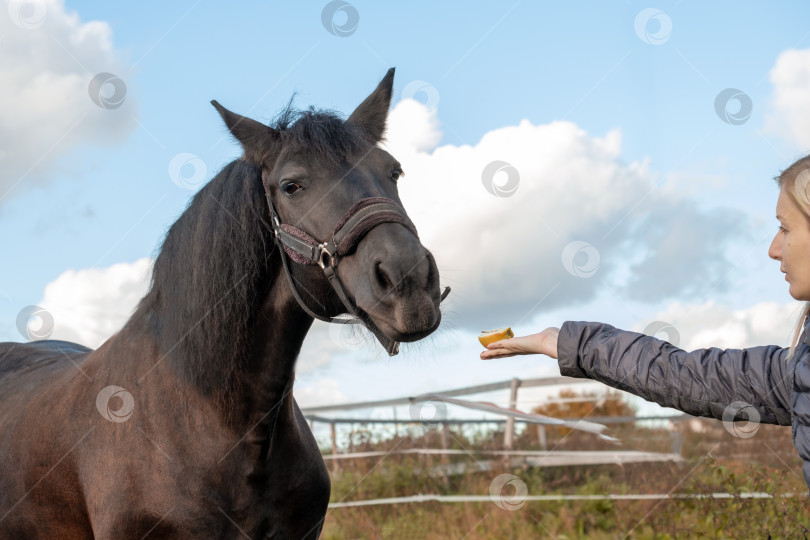 Скачать Гнедой конь с уздечкой протягивает руку, чтобы взять яблоко из рук девушки. фотосток Ozero