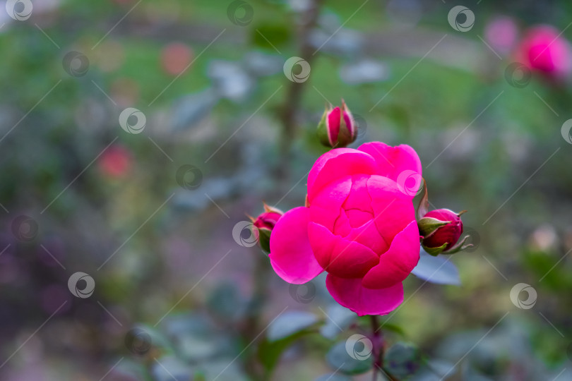 Скачать Красивый цветок розы на ветке розового куста в саду или парке. фотосток Ozero