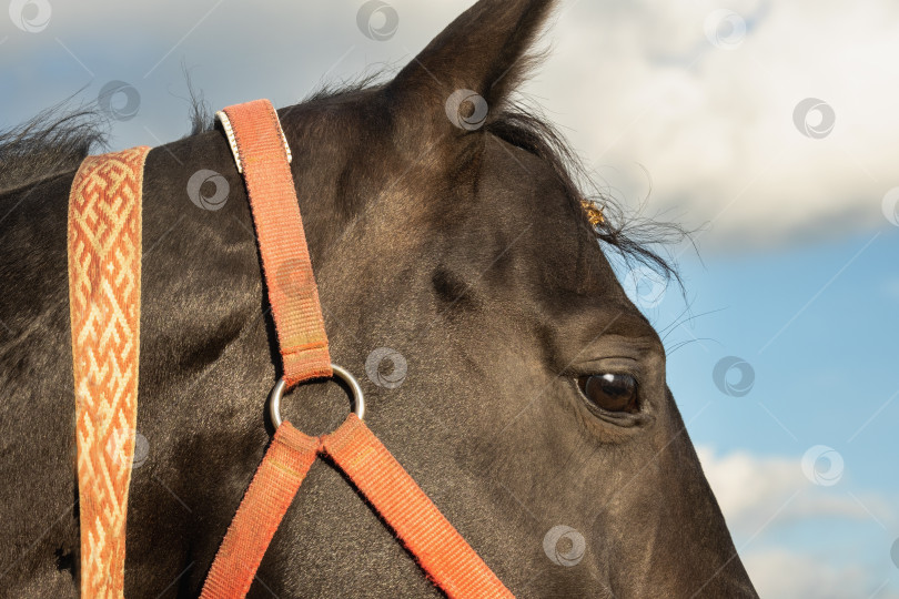 Скачать Крупный план головы гнедой лошади с уздечкой. фотосток Ozero