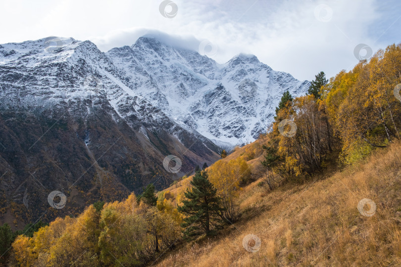 Скачать Горный пейзаж с осенним лесом на склоне и заснеженными скалистыми вершинами фотосток Ozero