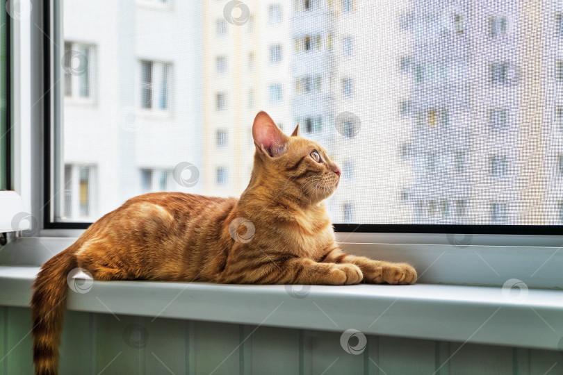 Скачать Рыжий полосатый котенок лежит на подоконнике. Противомоскитная, антивандальная, кошачья защитная сетка. фотосток Ozero