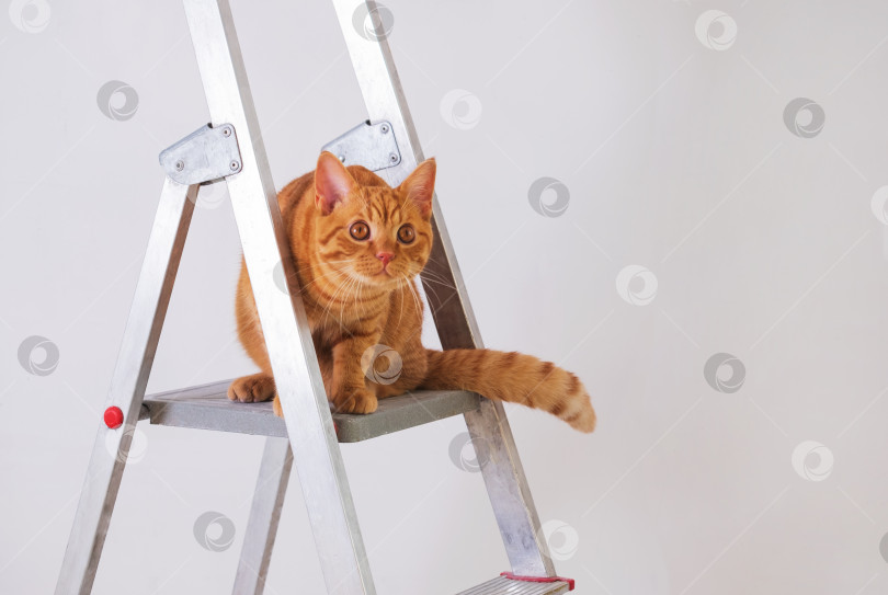 Скачать Забавный молодой полосатый рыжий кот стоит на строительной лестнице. фотосток Ozero