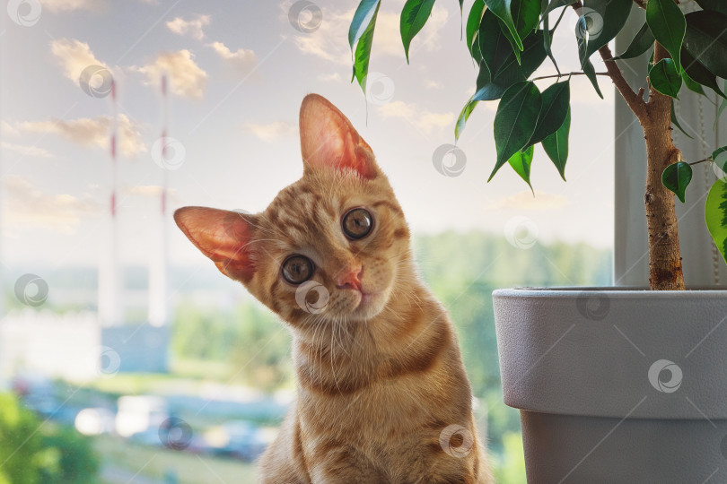 Скачать Маленький забавный симпатичный рыжий полосатый котенок сидит на подоконнике фотосток Ozero