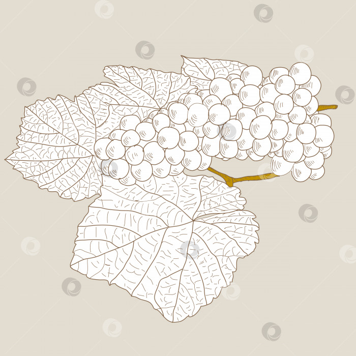 Скачать Абстрактный виноград с листьями (вектор) фотосток Ozero