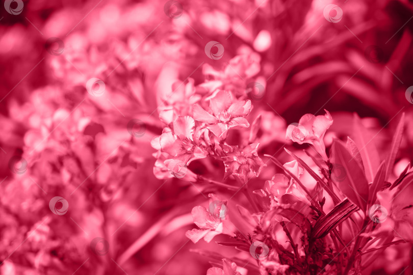 Скачать Нежные цветы розового олеандра, Nerium oleander, распустились летом. Кустарник, небольшое дерево, садовое растение. Тонированный фон в цвете 2023 года. Да здравствует Пурпурный. фотосток Ozero