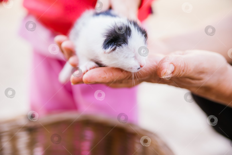 Скачать Маленький котенок на руках у женщины. Детская рука гладит котенка. Общение между людьми и животными.домашний котенок.Домашние животные. фотосток Ozero