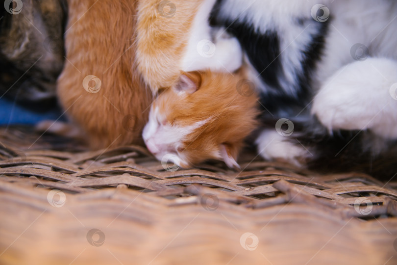 Скачать Кошка лежит в корзинке и кормит котят. Новорожденные котята. Котята в их естественной среде обитания. Домашние животные. фотосток Ozero