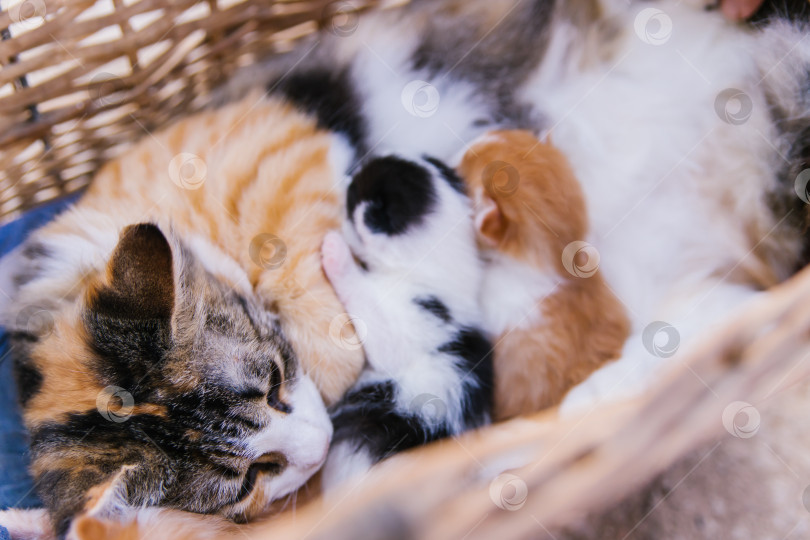 Скачать Кошка лежит в корзинке и кормит котят. Новорожденные котята. Котята в их естественной среде обитания. Домашние животные. фотосток Ozero