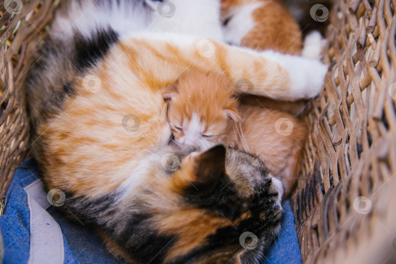 Скачать Кошка лежит в корзинке и кормит котят. Новорожденные котята. Котята в их естественной среде обитания. Домашние животные. фотосток Ozero
