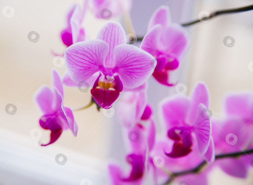 Скачать Розовый цветок и листья орхидеи фаленопсис в цветочном горшке на подоконнике в доме. Уход за комнатным растением. фотосток Ozero