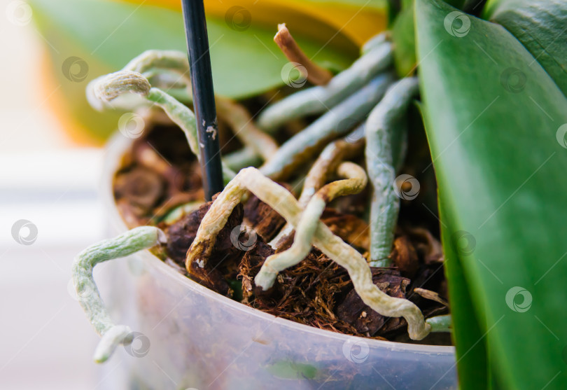 Скачать Крупный план корней и листьев орхидеи фаленопсис в цветочном горшке на подоконнике в доме. фотосток Ozero