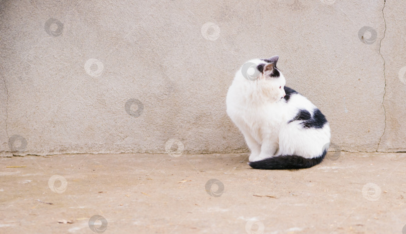 Милый маленький котенок сидит на бетоне. Черно-белый и пушистый кот.  Домашнее животное. - Ozero - российский фотосток