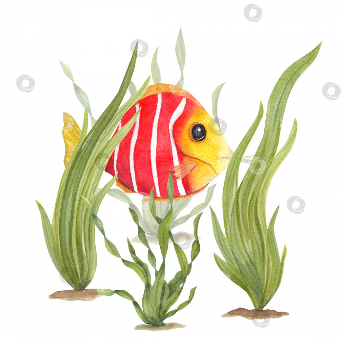 Скачать Акварельная иллюстрация морской фауны, изолированная на белом фоне. Морская рыба, водоросли, растения, вода, море, океан. Печать, дизайн, плакат, ткань, украшение, узор фотосток Ozero
