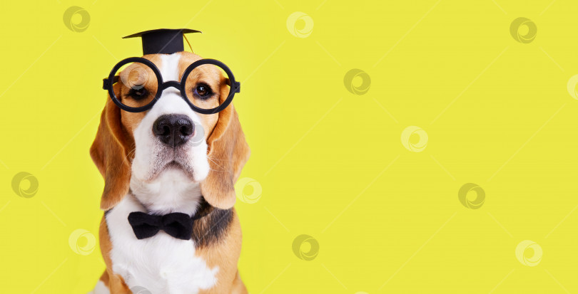 Скачать Собака породы бигль в очках, галстуке-бабочке и шляпе выпускника фотосток Ozero