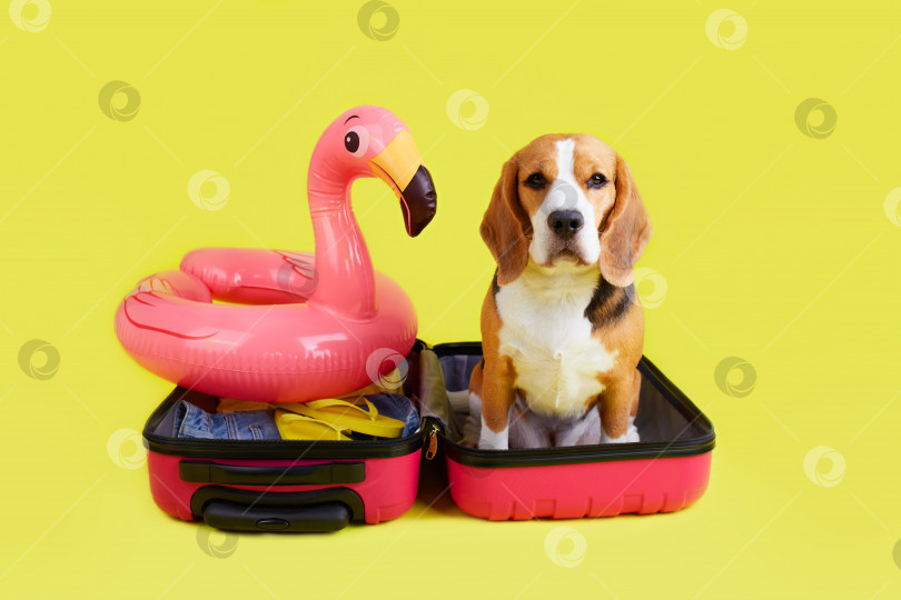 Скачать Собака породы бигль у чемодана с вещами и плавающего надувного фламинго фотосток Ozero
