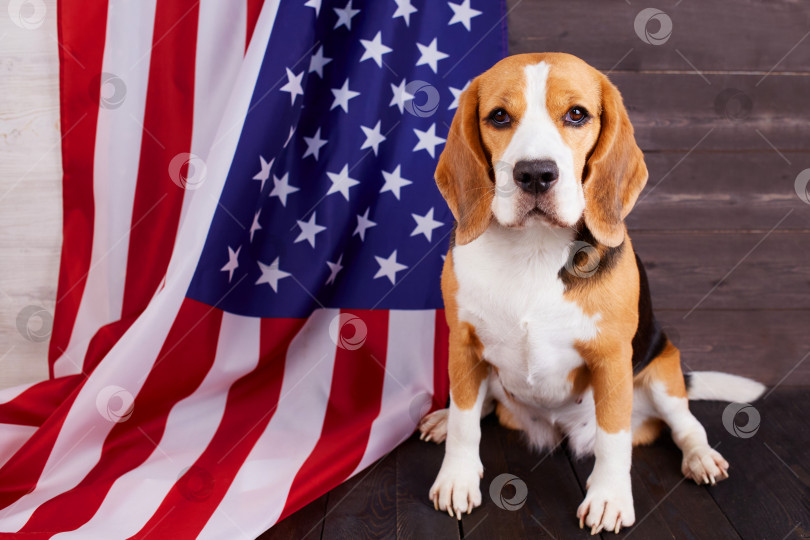 Скачать Собака бигль на фоне американского флага. 4 июля - День независимости. фотосток Ozero
