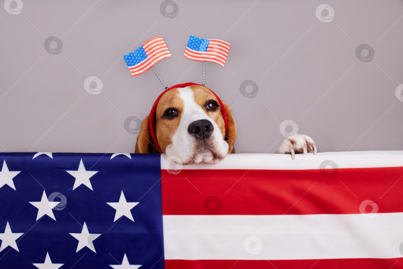 Скачать Симпатичная собачка бигль рядом с американским флагом. Счастливого Дня памяти в США. фотосток Ozero