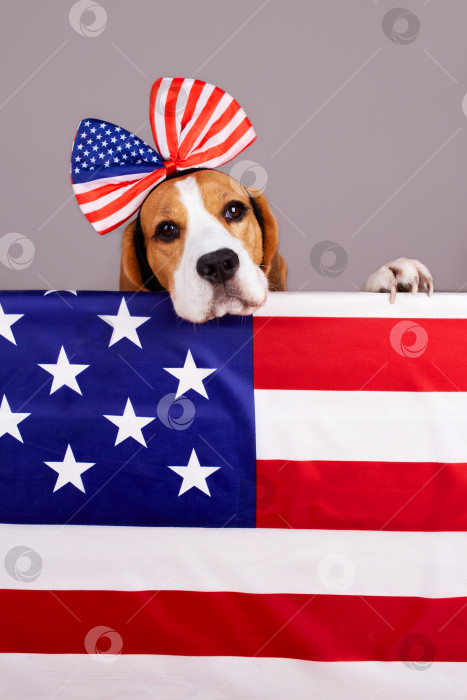 Скачать Собака породы бигль за американским флагом. Счастливого Дня памяти в США. фотосток Ozero