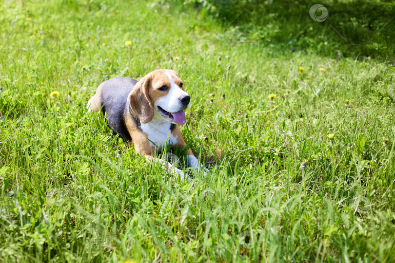Скачать Собака бигль лежит на зеленой траве на летнем лугу фотосток Ozero