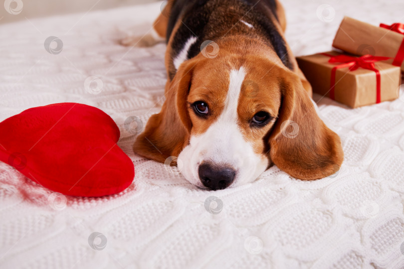 Скачать Собака породы бигль с подарком и красным сердечком на кровати. фотосток Ozero