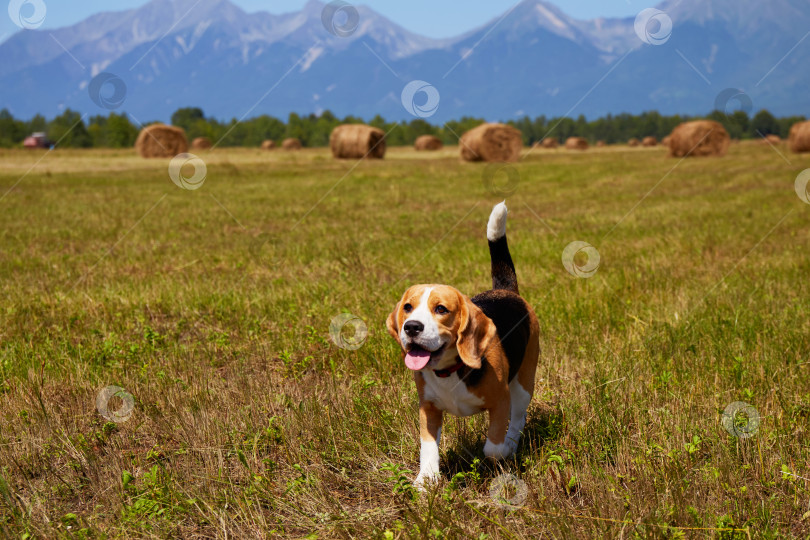 Скачать Симпатичная собачка бигль прогуливается по свежескошенному лугу на фоне стогов сена и гор фотосток Ozero