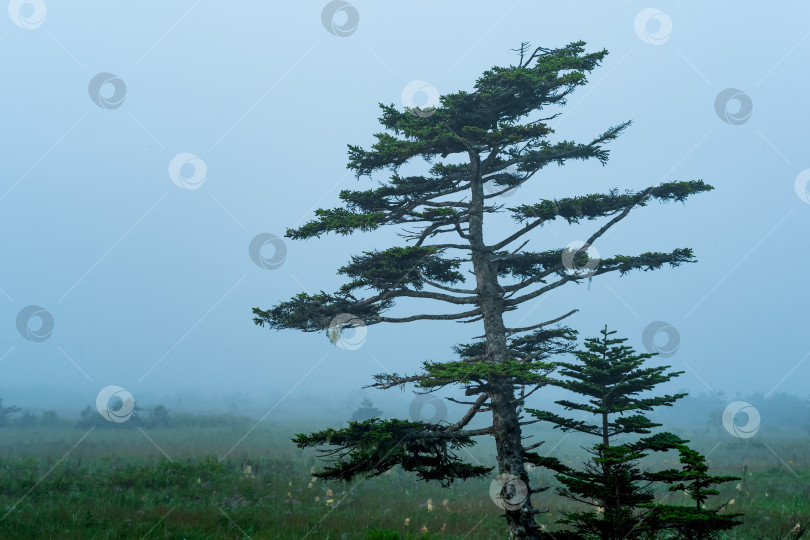 Скачать туманный утренний пейзаж с красиво изогнутыми соснами фотосток Ozero