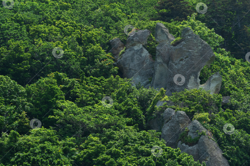 Скачать фон, пейзаж - скалы среди горного широколиственного леса фотосток Ozero