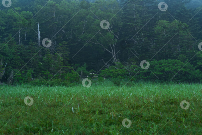 Скачать сумеречная утренняя опушка леса в тумане, природный пейзаж фотосток Ozero