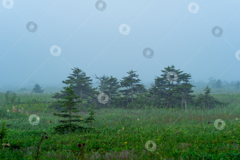 Скачать утренний предрассветный туманный природный пейзаж, болотистый луг с небольшими деревьями фотосток Ozero