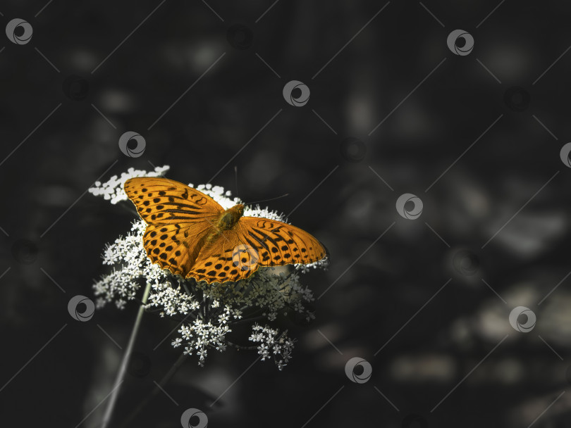 Скачать Ярко-оранжевая крупная перламутровая бабочка, сидящая на белом цветке на фоне размытой темной травы фотосток Ozero