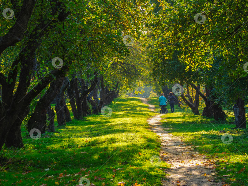 Скачать Старый яблоневый сад, деревья в ряд на зеленой лужайке. Люди идут по тропинке между деревьями. фотосток Ozero