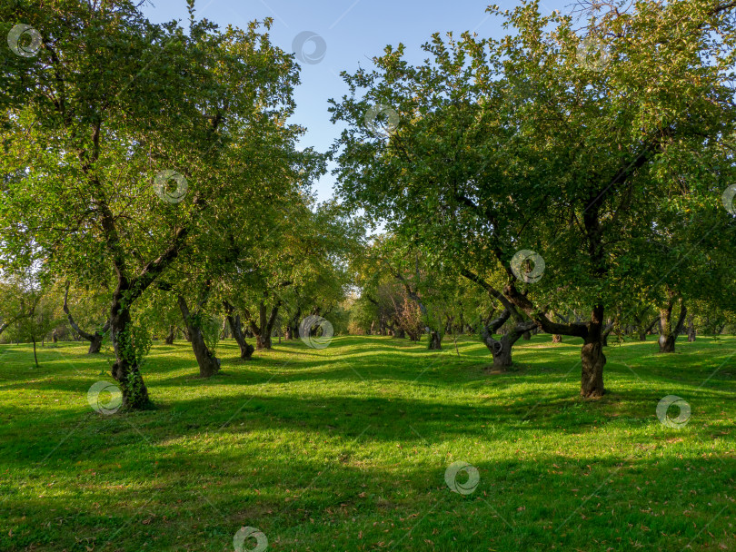 Скачать Зеленая лужайка со старыми фруктовыми деревьями, стоящими в ряд. фотосток Ozero
