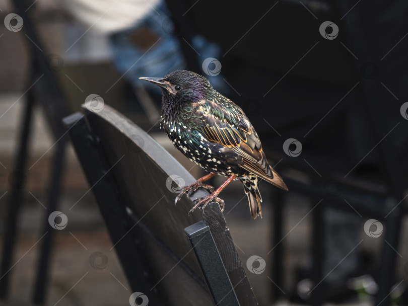 Скачать Обыкновенный скворец (Sturnus vulgaris) просит еды в городском кафе. Дикие птицы рядом с нами фотосток Ozero