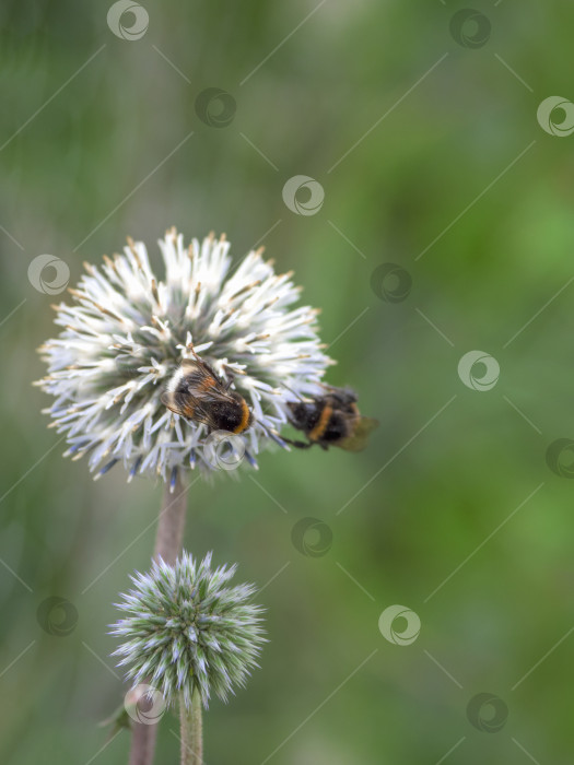 Скачать Цветок эхинопса Ритро с медоносной пчелой на зеленом фоне фотосток Ozero