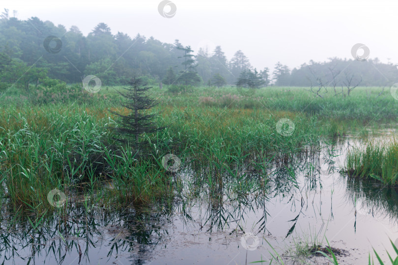 Скачать утренний туманный природный пейзаж, болото с осокой среди леса фотосток Ozero