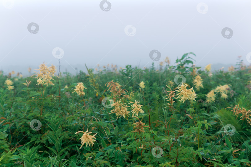 Скачать туманный утренний луг с высокой травой, природный ландшафт фотосток Ozero