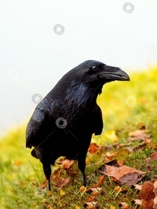 Скачать Любопытный большой черный ворон позирует на осеннем лугу, вертикальный портрет черного ворона. фотосток Ozero