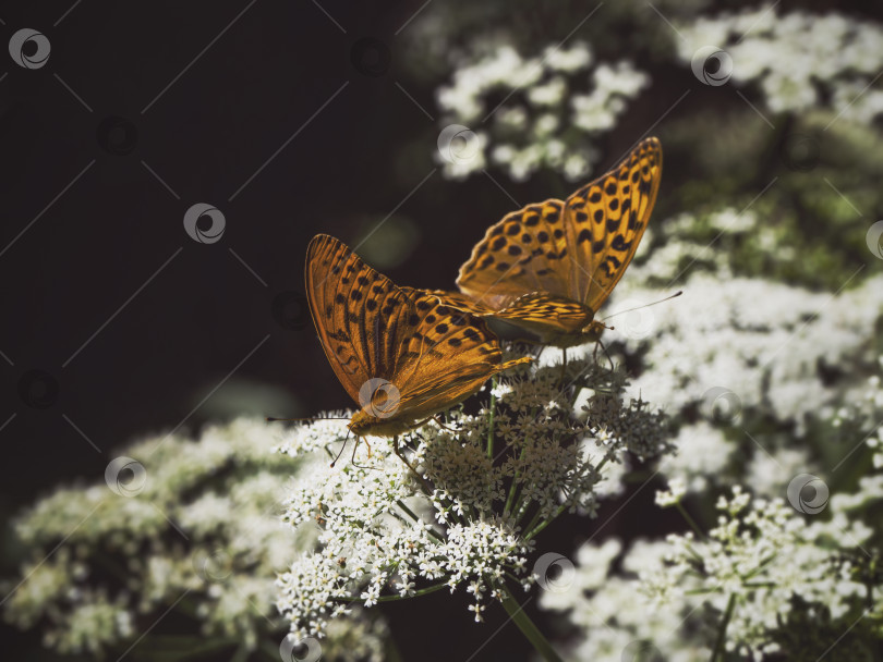 Скачать Две ярко-оранжевые крупные перламутровые бабочки сидят на белом цветке на фоне размытой зеленой травы. Закрыть фотосток Ozero
