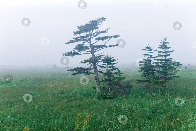 Скачать утренний предрассветный туманный природный пейзаж, влажный луг с горными соснами фотосток Ozero